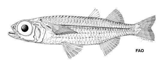 (Atherinomorus lineatus)