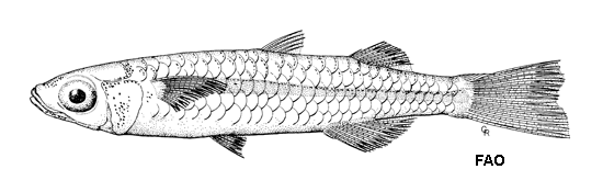 (Craterocephalus capreoli)