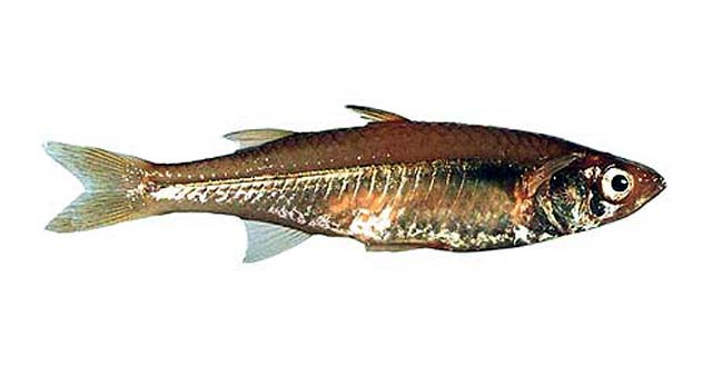 (Craterocephalus cuneiceps)