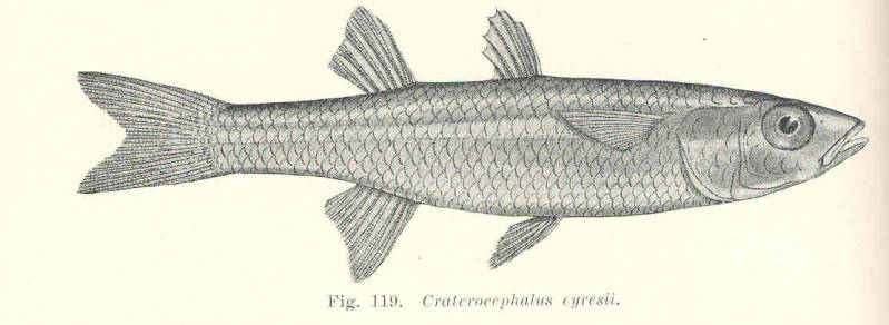 (Craterocephalus eyresii)
