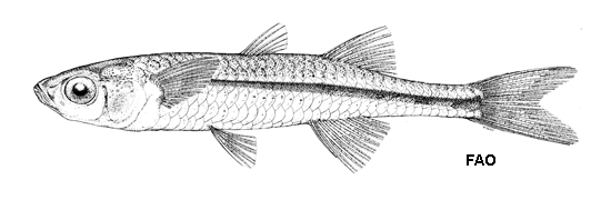 (Craterocephalus honoriae)
