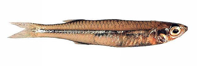 (Craterocephalus mugiloides)
