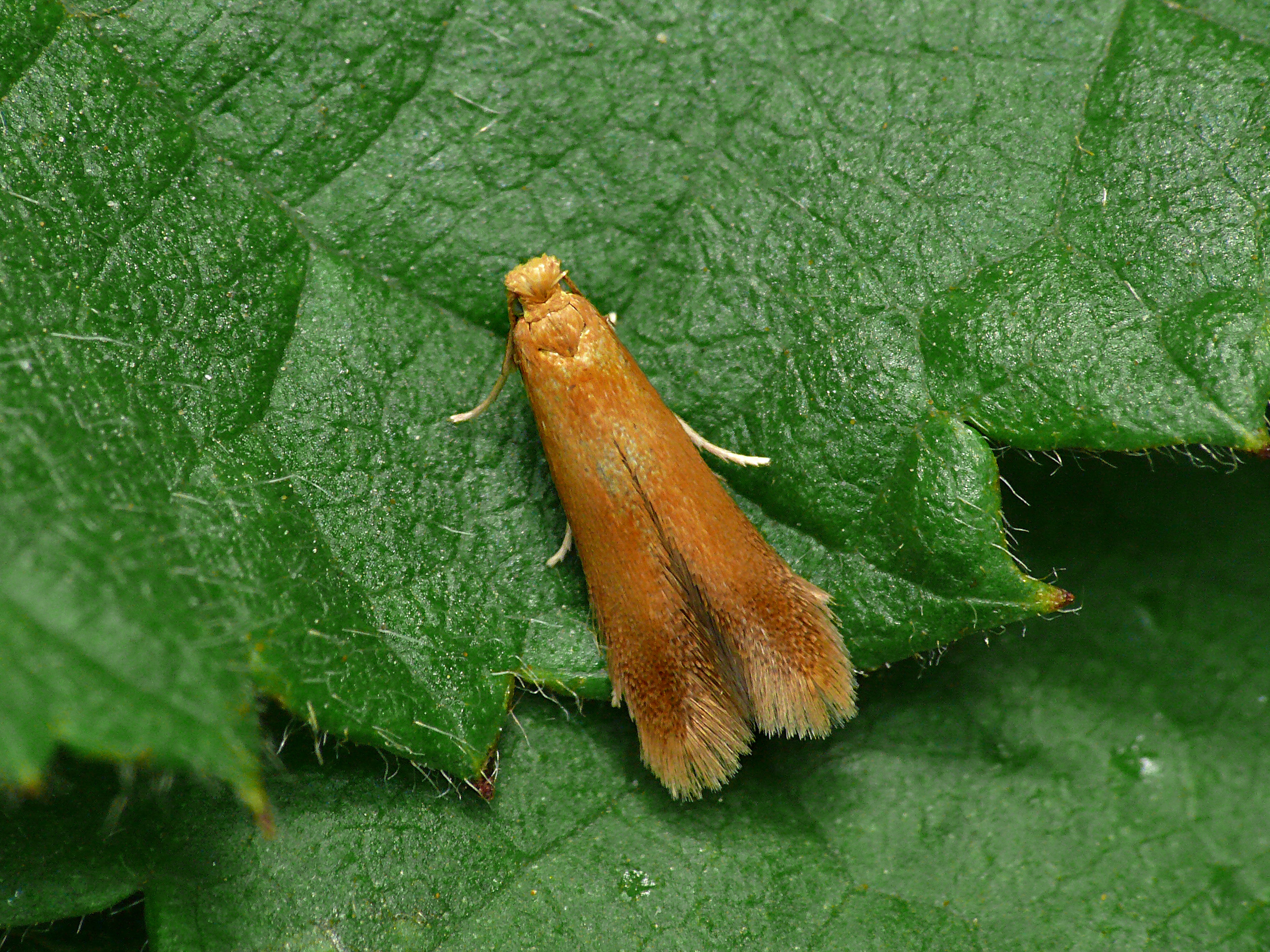 Узкокрылых молей (Coccidiphila Gerasimovi)