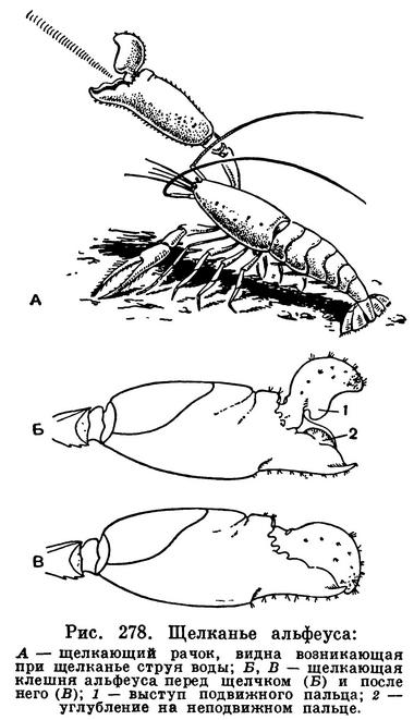 Malacostraca Latreille, 1802) Класс Малакостраки, Высшие ракообразные,  Class Malacostraca Latreille, 1802 (Malacostracans) 14 отрядов