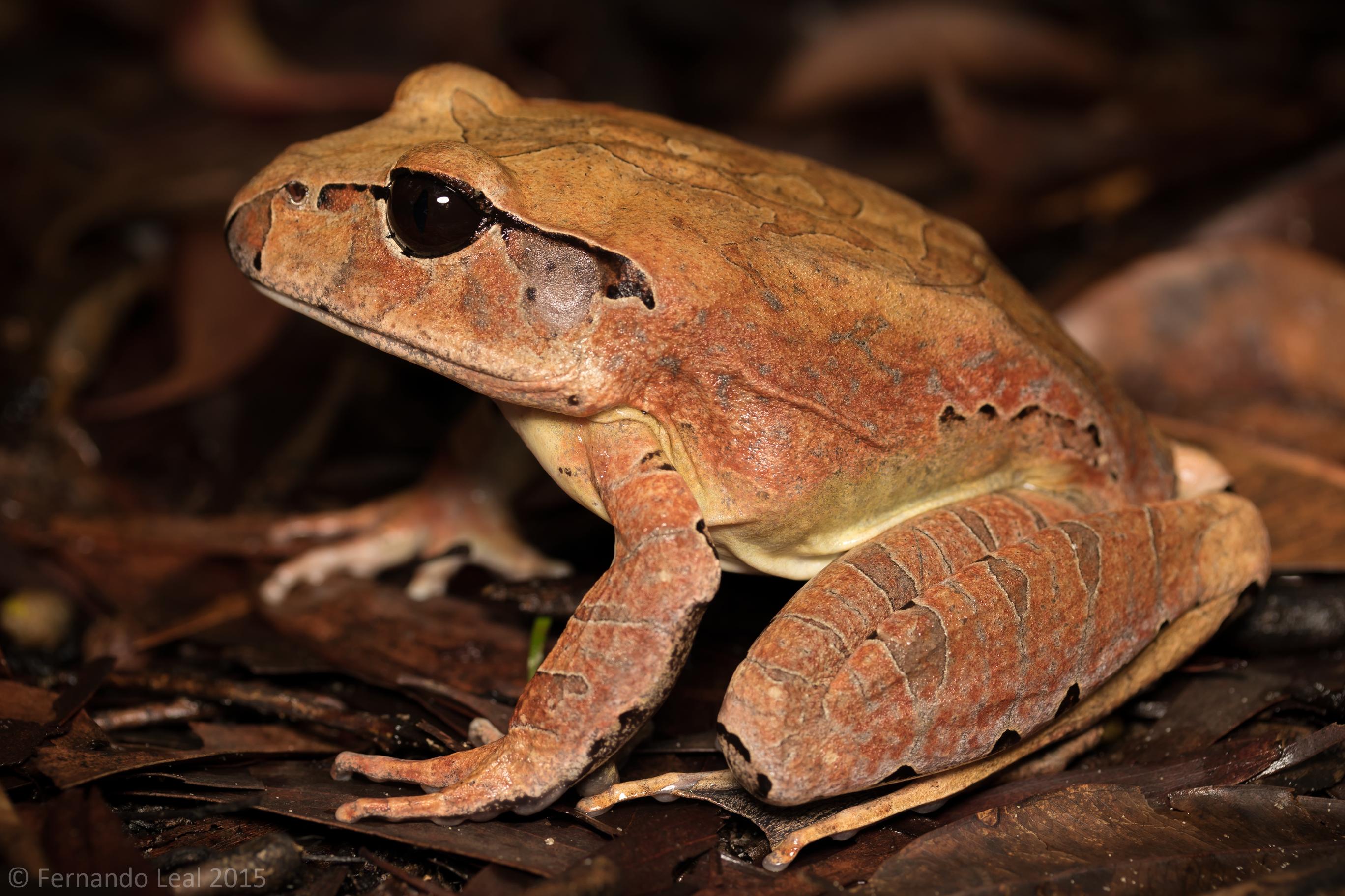 Австралийская жаба (Chiroleptes platicephalus