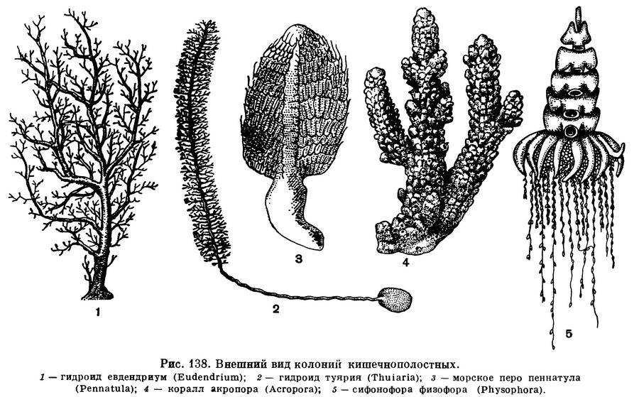 Cnidaria Hatschek, 1888) Тип Книдарии, Стрекающие, Phylum Cnidaria  Hatschek, 1888 (Cnidarians) 5 классов