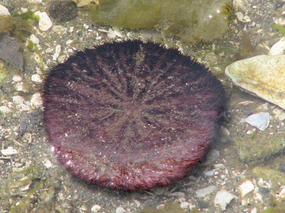 Морской ёж песчаный доллар (Clypeaster humilis)