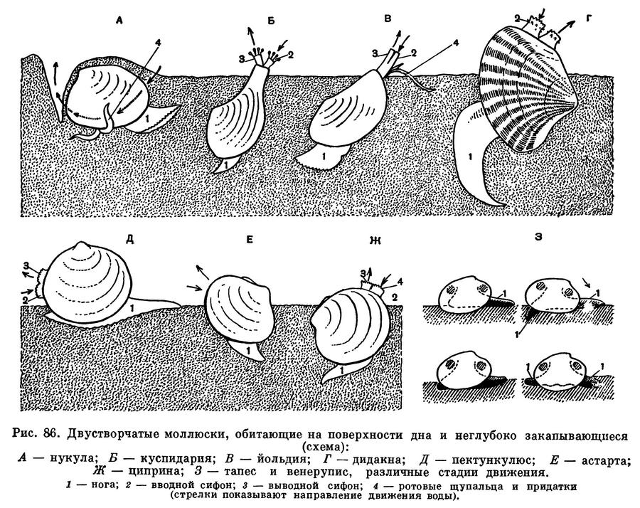 Bivalvia) Класс Бивалвии, Двустворчатые моллюски, Безголовые моллюски,  Class Bivalvia 11 отрядов