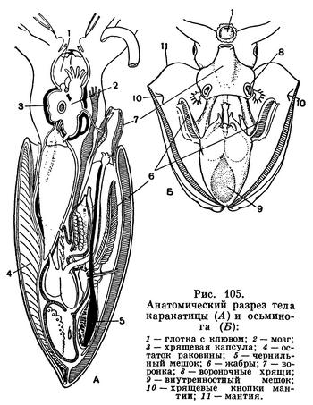 Cephalopoda Cuvier, 1795) Класс Цефалоподы, Головоногие, Головоногие  моллюски, Class Cephalopoda Cuvier, 1795 (Cephalopods) 7 отрядов