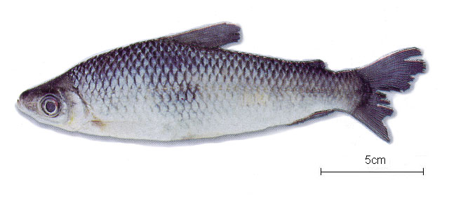 (Anostomoides laticeps)