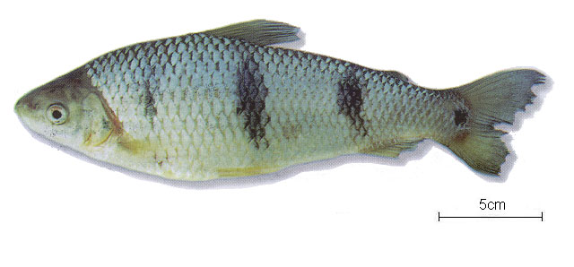 (Leporinus trifasciatus)
