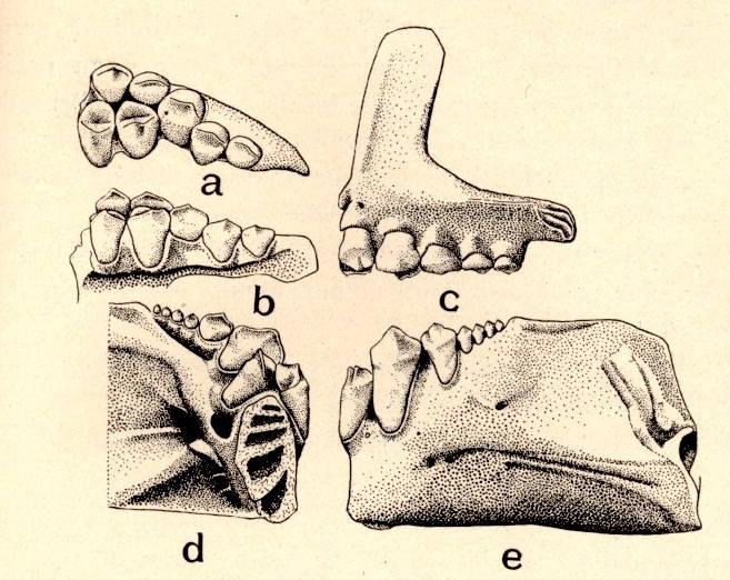(Colossoma macropomum) 86p teeth Piaractus nigripinnis
