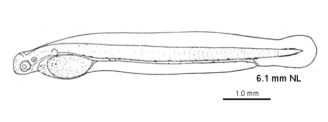 (Ethmidium maculatum)