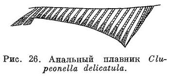 (Clupeonella cultriventris)