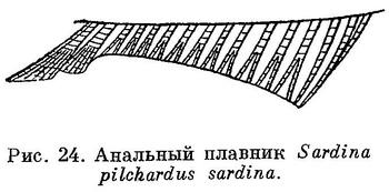 (Sardina pilchardus)
