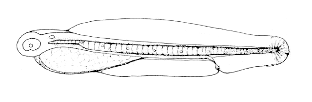 (Anchoa marinii)