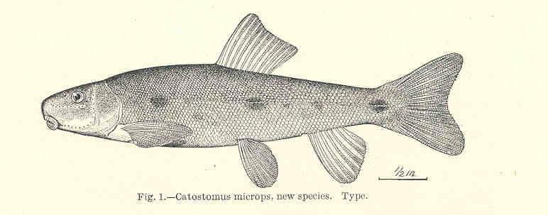 (Catostomus microps)