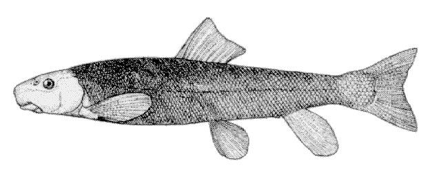 (Catostomus platyrhynchus)