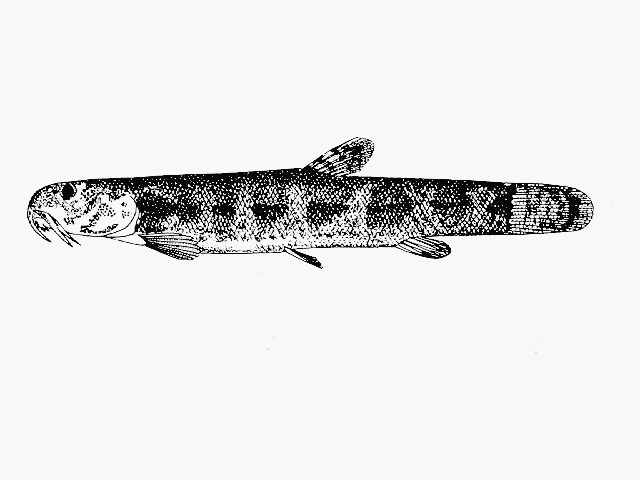 (Lepidocephalichthys lorentzi)