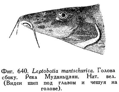 (Leptobotia mantschurica)