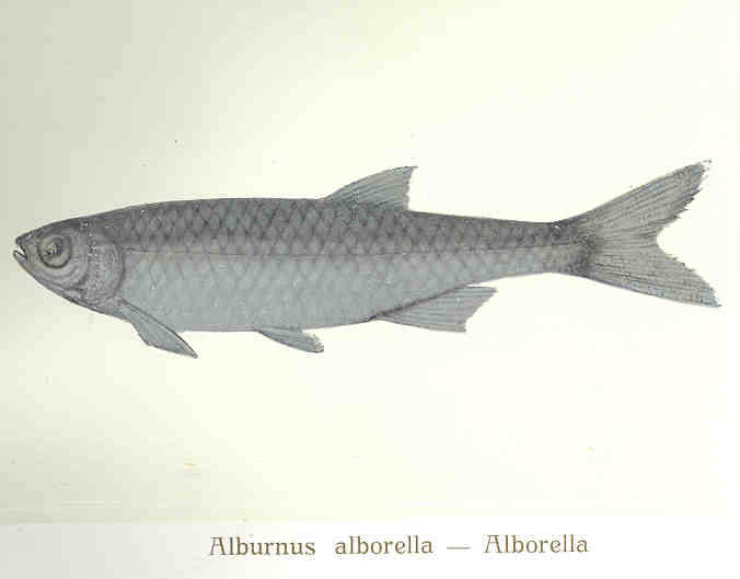 (Alburnus arborella)