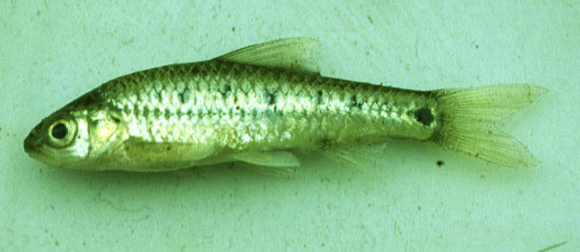 (Barbus lineomaculatus)