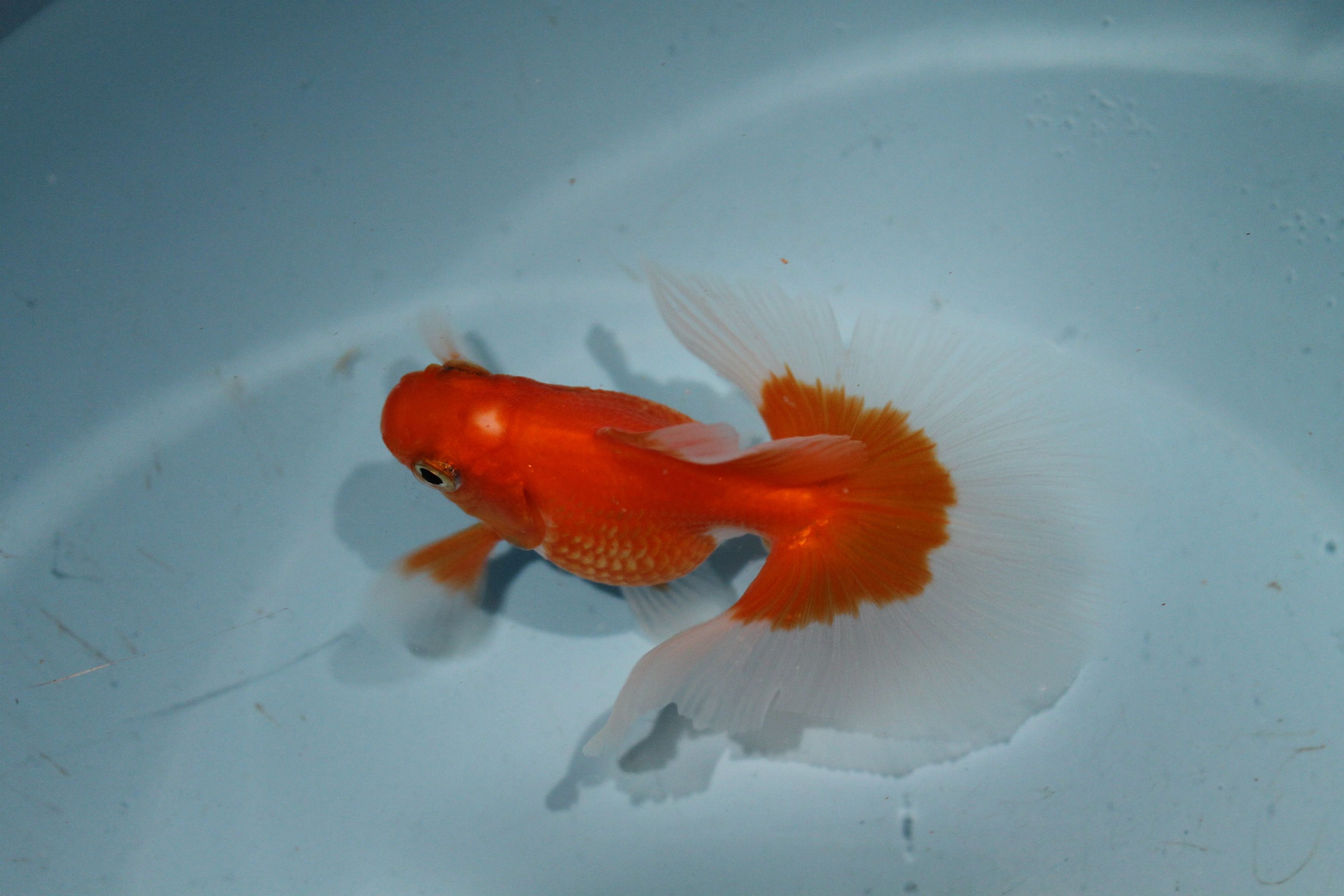 Carassius auratus auratus (Linnaeus, 1758)