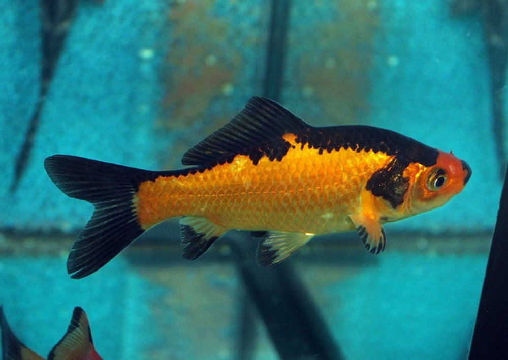 Curated visual reference: Carassius Auratus Auratus Linnaeus 1758 Photo Inspiration
