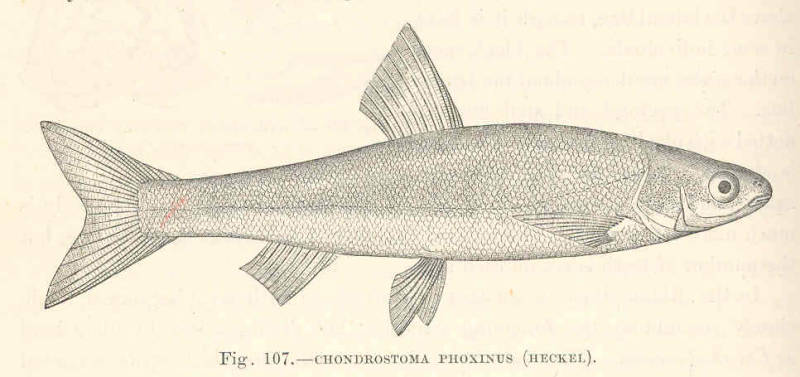(Chondrostoma phoxinus)