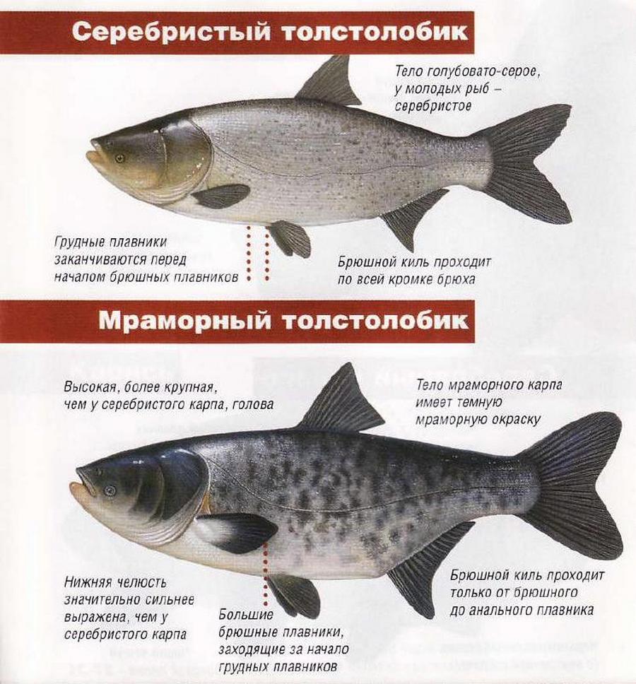 Толстолобик рыба фото и описание костлявый или нет