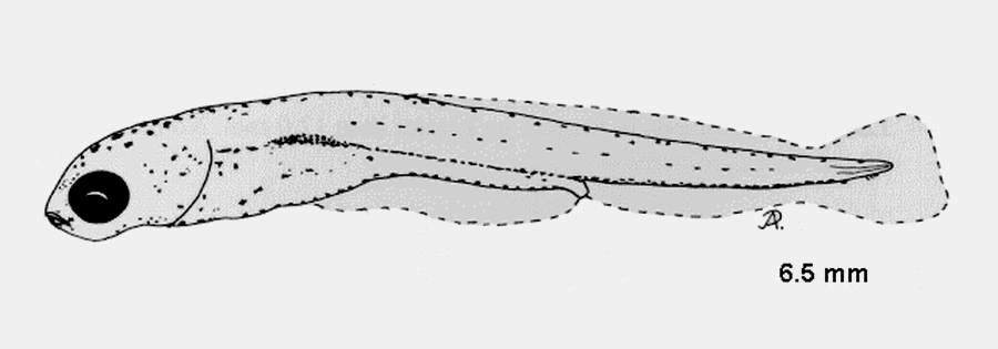 (Leucaspius delineatus)