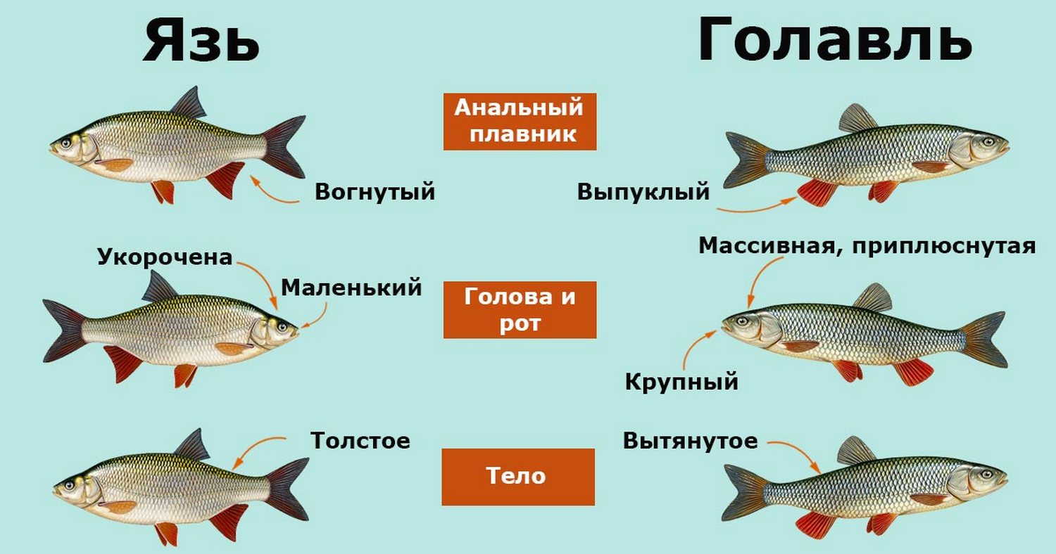 Узнать рыбу по картинке