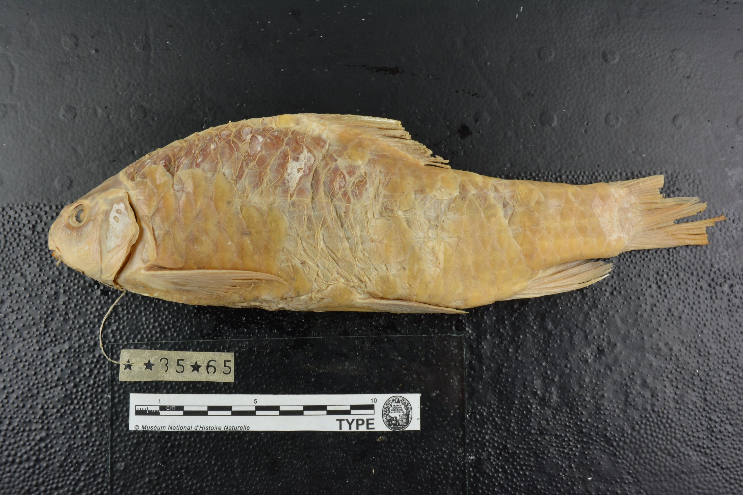(Varicorhinus longidorsalis)