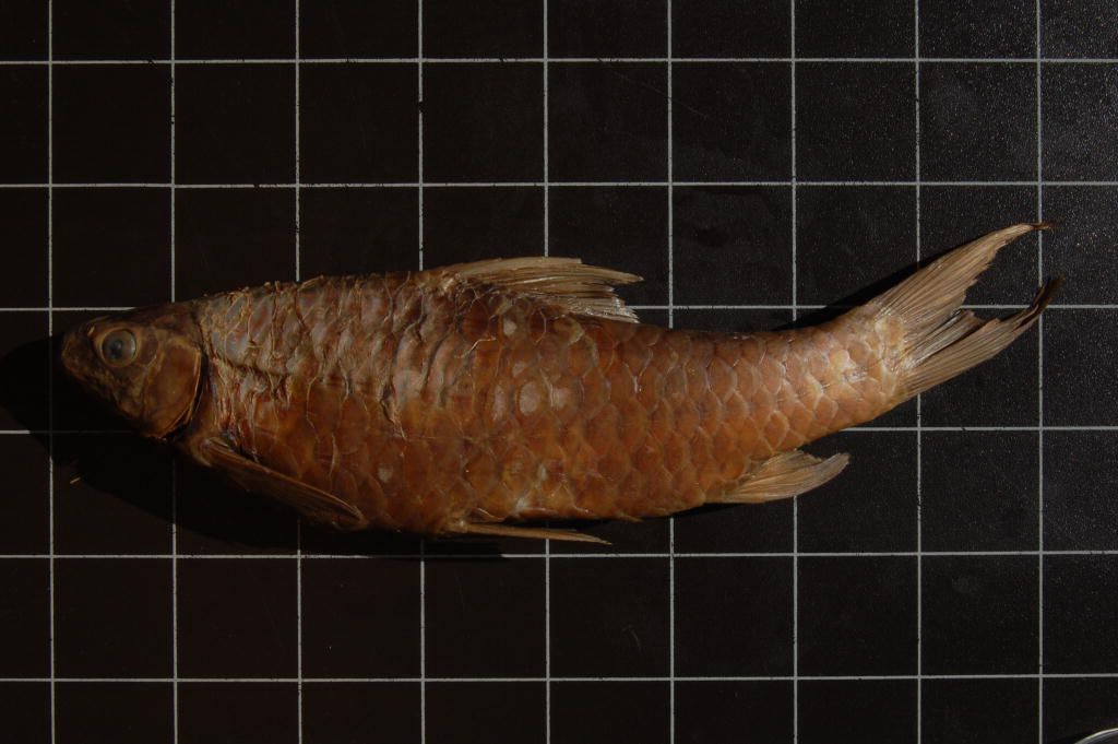 (Varicorhinus lufupensis)