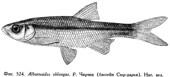(Alburnoides oblongus)