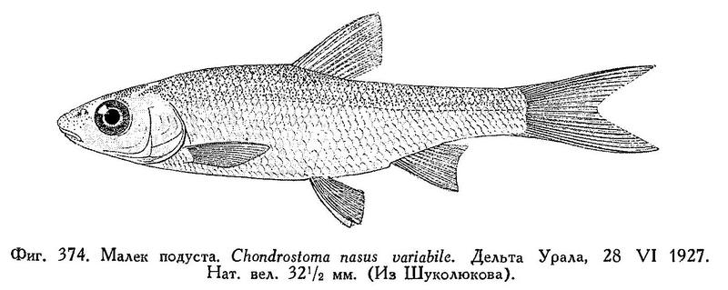 (Chondrostoma variabile)