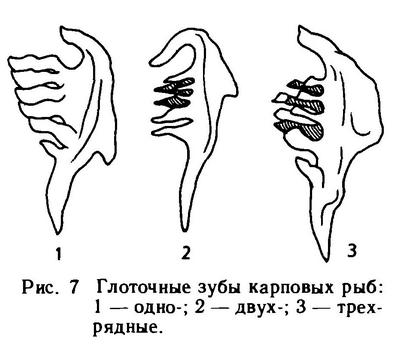 Cypriniformes