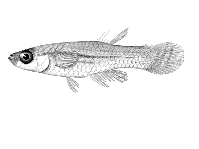 (Aplocheilichthys macrurus)