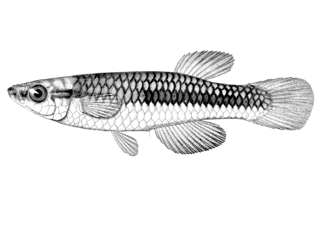 (Aplocheilichthys mediolateralis)