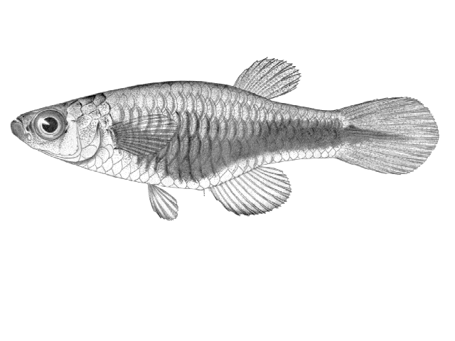 (Aplocheilichthys nigrolateralis)