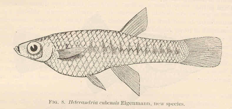 (Girardinus cubensis)