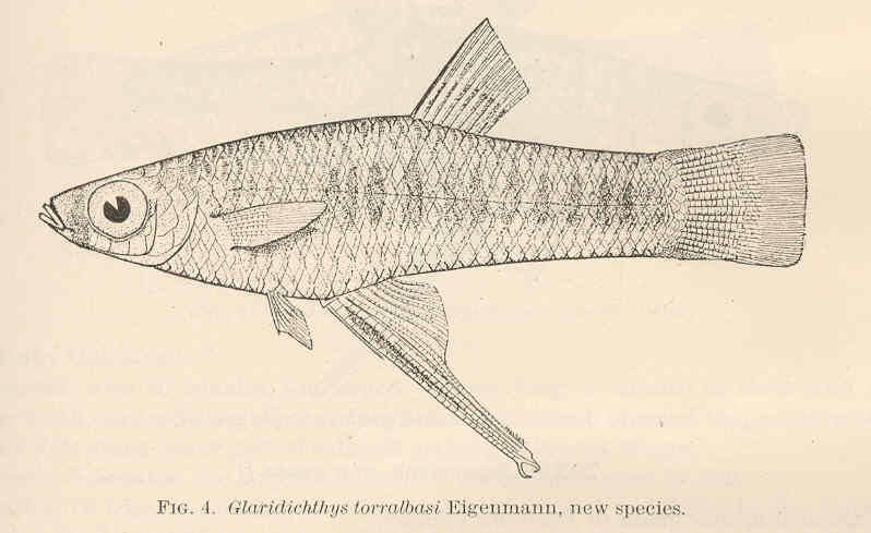(Girardinus uninotatus)