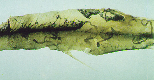 (Osmerus eperlanus) 71f Nematode Infestation disease