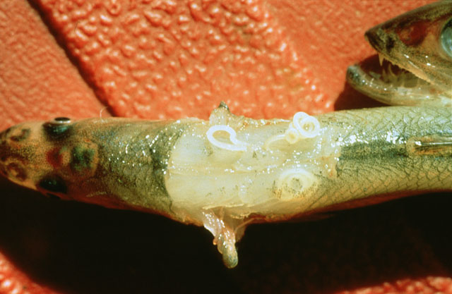 (Osmerus eperlanus) 73f Nematode Infestation disease