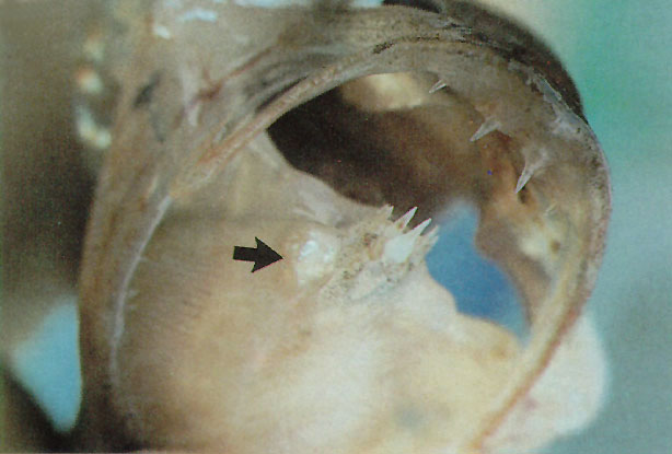 (Osmerus eperlanus) 86f Unspecified tumors disease