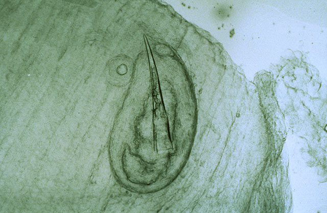 (Osmerus eperlanus) 97f Bite marks disease