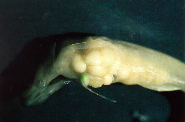 (Osmerus eperlanus) 99f Glugea nemipteri disease