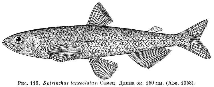 (Spirinchus lanceolatus)