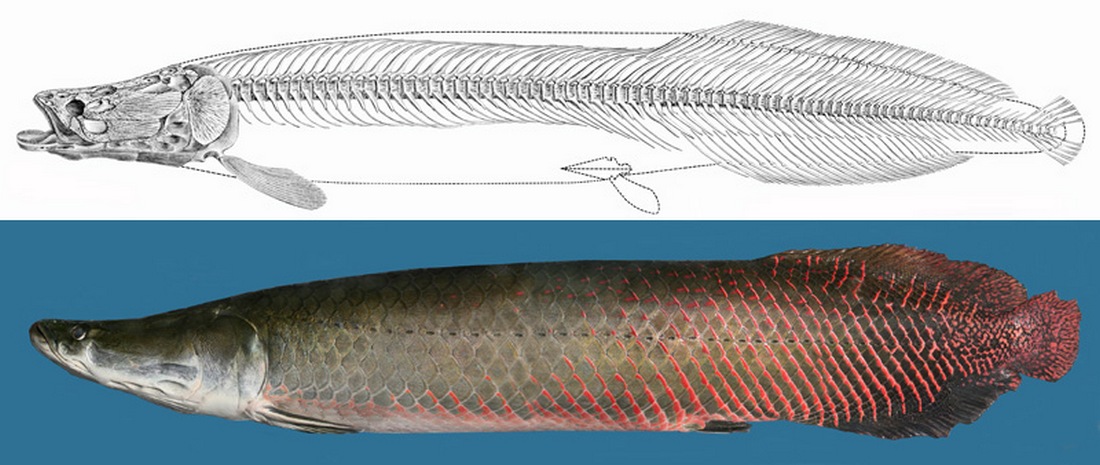 Как выглядит рыба арапайм Arapaima Müller, 1843) Род Арапаймы, Пираруку, Пайче, Genus Arapaima Müller, 184