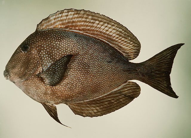 (Ctenochaetus marginatus)